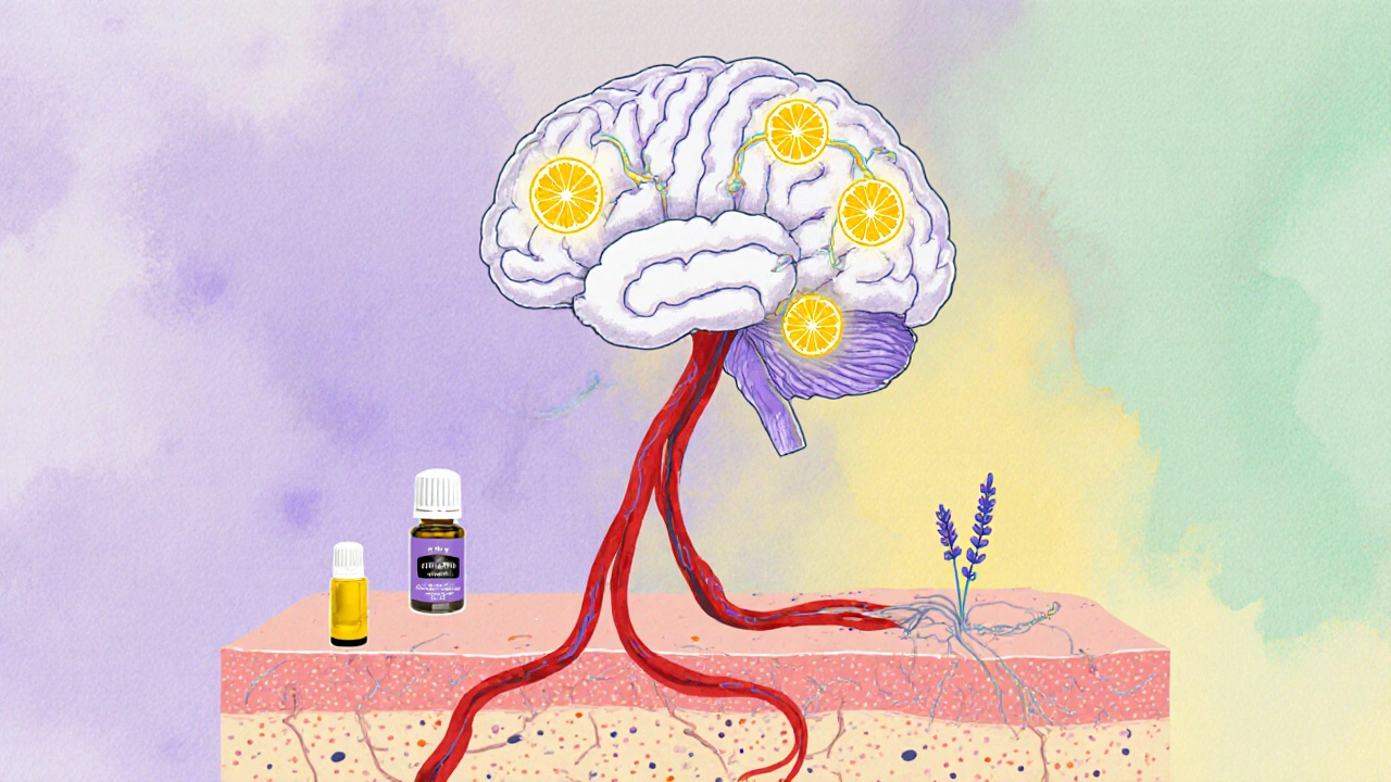 Abstraktní ilustrace ukazující, jak esenciální oleje působí na mozek a emoce prostřednictvím kůže a krevního oběhu.